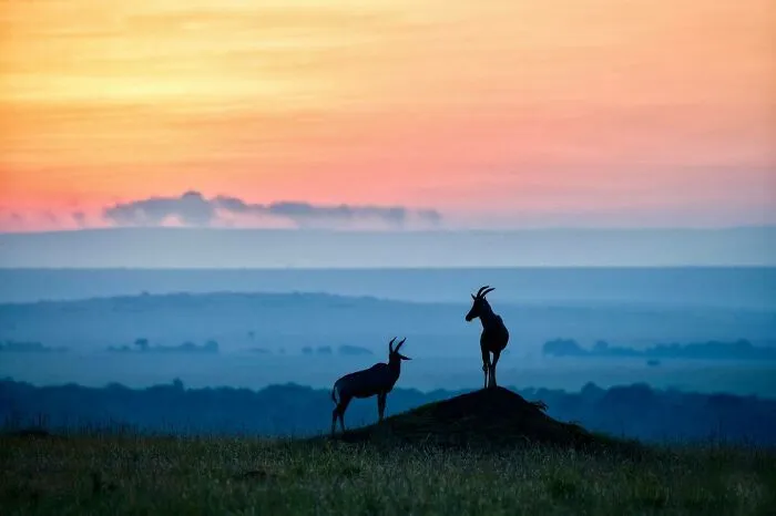 40 Breathtaking Wildlife Photos From Around The World By Hari Prasad Sridhar