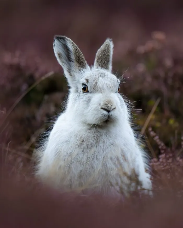40 Breathtaking Wildlife Photos From Around The World By Hari Prasad Sridhar