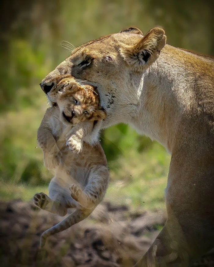 40 Breathtaking Wildlife Photos From Around The World By Hari Prasad Sridhar