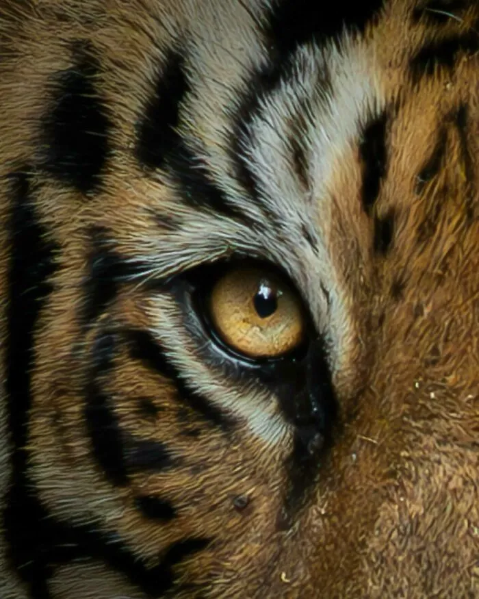 40 Breathtaking Wildlife Photos From Around The World By Hari Prasad Sridhar