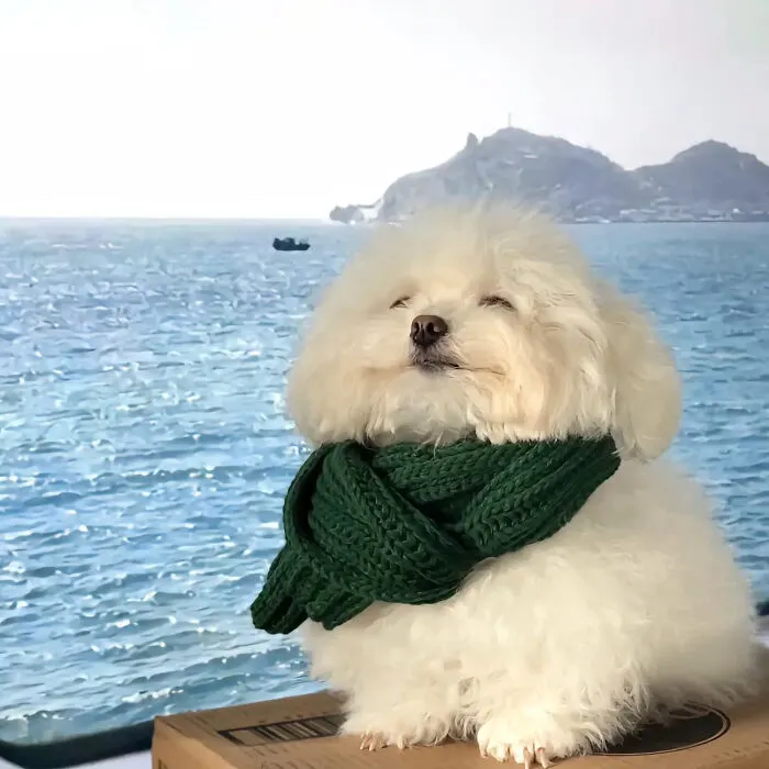 Beware, For These 44 Adorable Pet Pics Are Here To Melt Your Heart Right Away