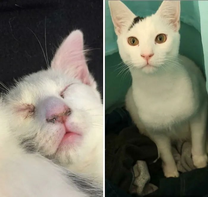 My Rescue Cat, Before And After. Finally Healthy After A Lot Of TLC