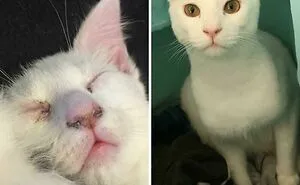 50 People Who Just Needed To Share Amazing Transformations Of People, Animals, Things And Places (New Pics)