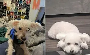 50 People Who Just Needed To Share Amazing Transformations Of People, Animals, Things And Places (New Pics)