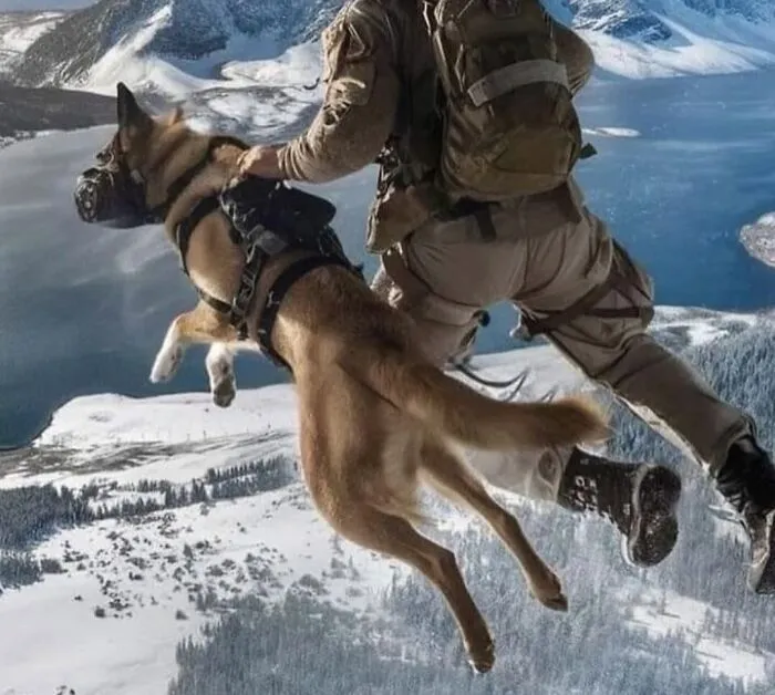 Military Dogs Parachute Alongside Their Handlers For Specialized Operations, Using Tandem Or Solo Parachute Systems Designed For Their Safety