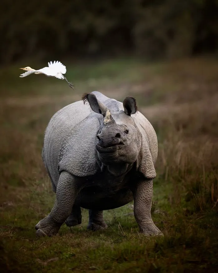 40 Unbelievable Wildlife Moments Frozen In Time By This Photographer