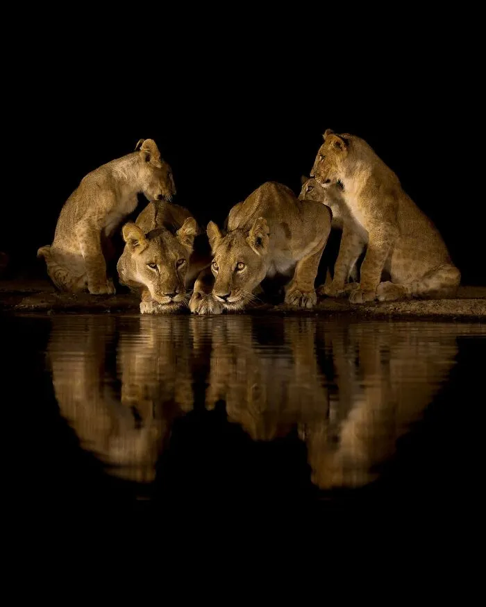 40 Unbelievable Wildlife Moments Frozen In Time By This Photographer