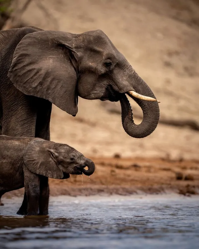 40 Unbelievable Wildlife Moments Frozen In Time By This Photographer