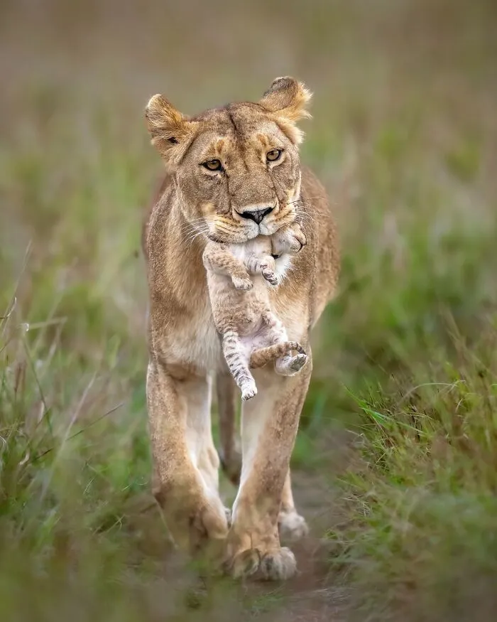 40 Unbelievable Wildlife Moments Frozen In Time By This Photographer