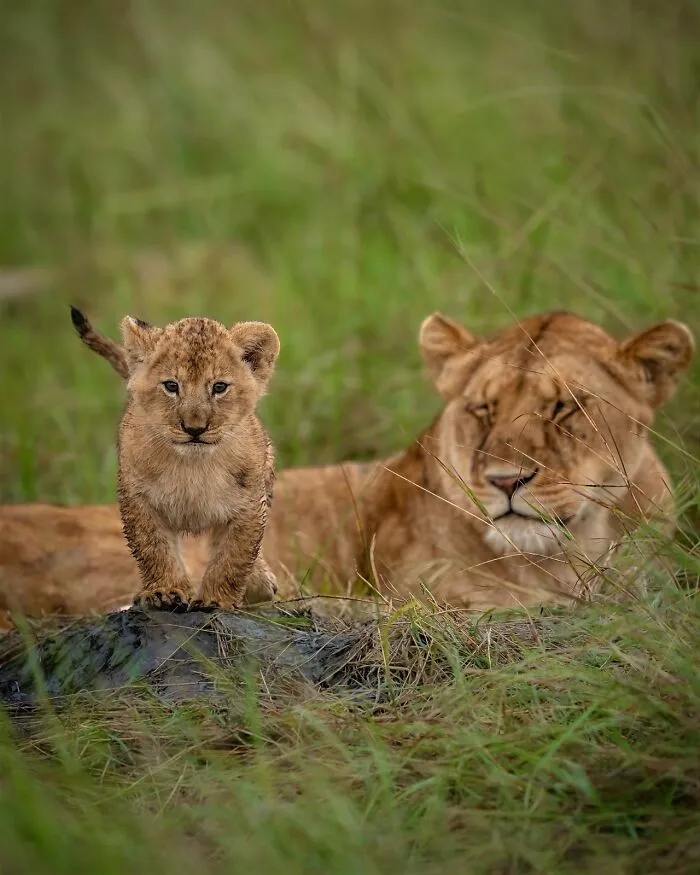 40 Unbelievable Wildlife Moments Frozen In Time By This Photographer