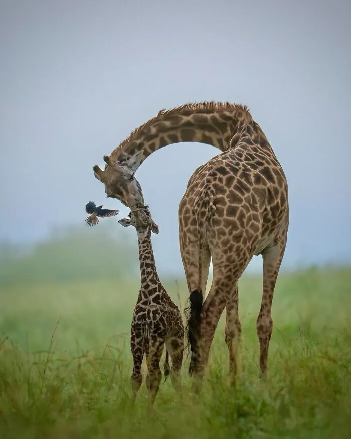 40 Unbelievable Wildlife Moments Frozen In Time By This Photographer