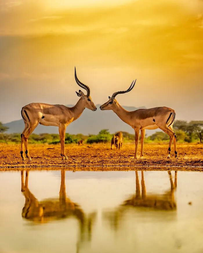40 Unbelievable Wildlife Moments Frozen In Time By This Photographer