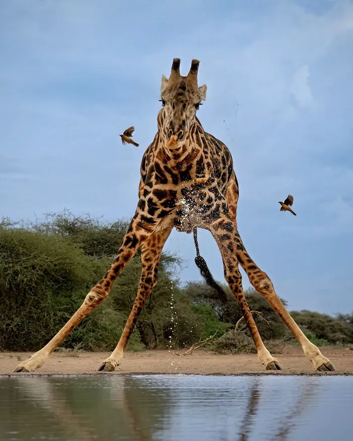 40 Unbelievable Wildlife Moments Frozen In Time By This Photographer