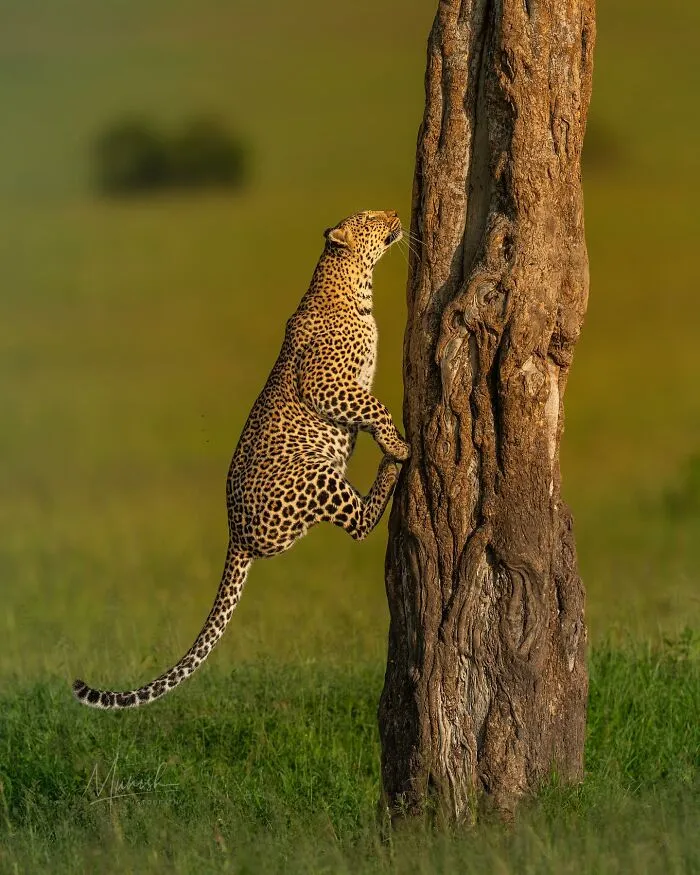 40 Unbelievable Wildlife Moments Frozen In Time By This Photographer