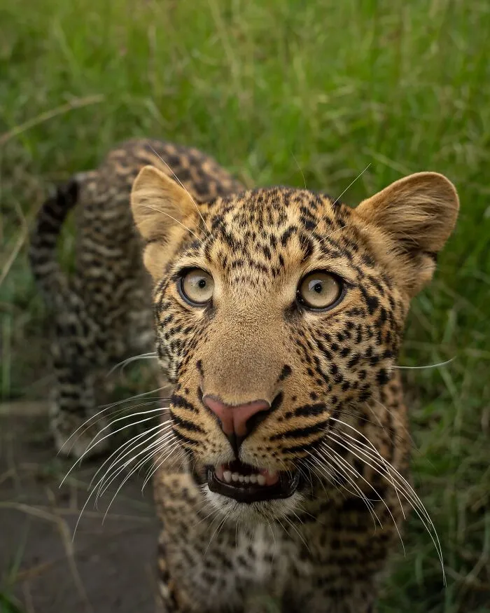 40 Unbelievable Wildlife Moments Frozen In Time By This Photographer