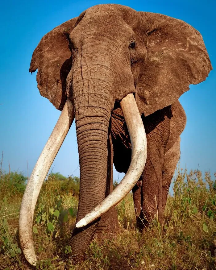 40 Unbelievable Wildlife Moments Frozen In Time By This Photographer