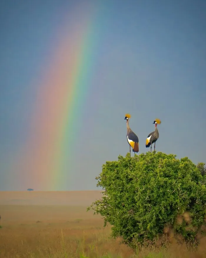 40 Unbelievable Wildlife Moments Frozen In Time By This Photographer