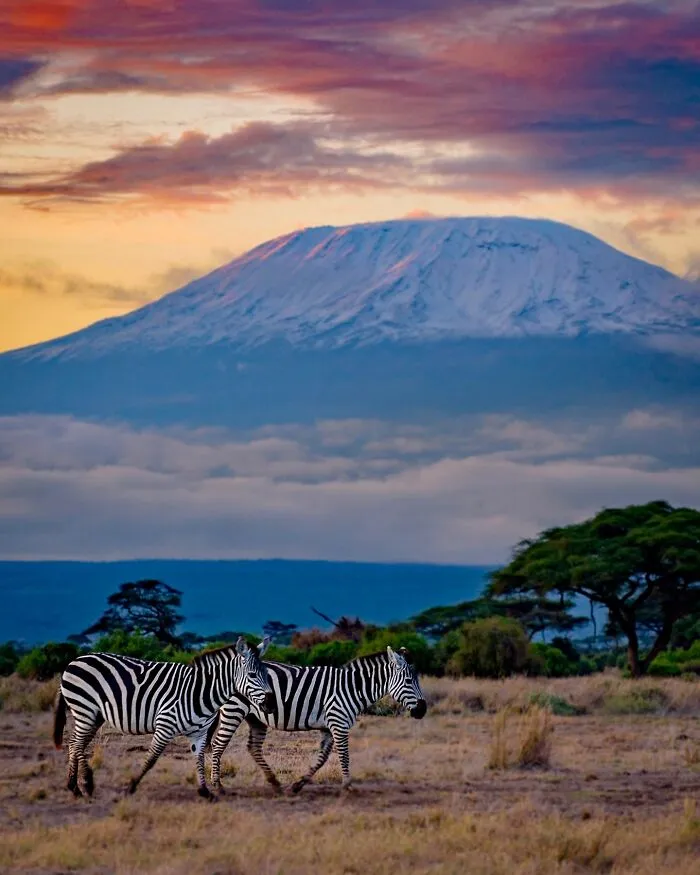 40 Unbelievable Wildlife Moments Frozen In Time By This Photographer