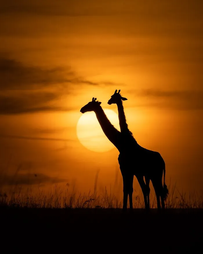 40 Unbelievable Wildlife Moments Frozen In Time By This Photographer