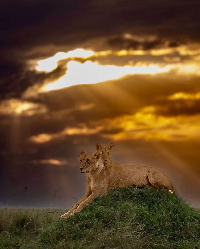 40 Unbelievable Wildlife Moments Frozen In Time By This Photographer