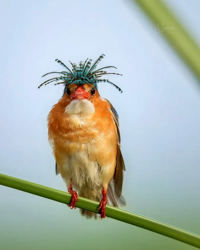 40 Unbelievable Wildlife Moments Frozen In Time By This Photographer