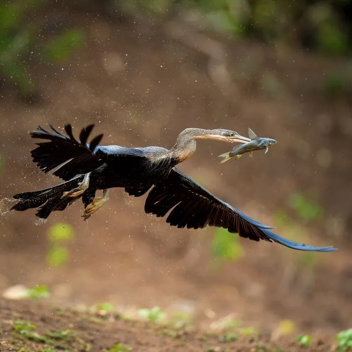 40 Unbelievable Wildlife Moments Frozen In Time By This Photographer