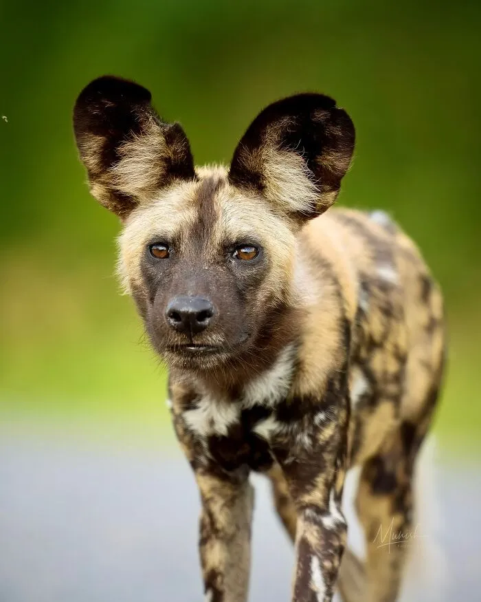 40 Unbelievable Wildlife Moments Frozen In Time By This Photographer