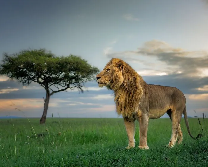 40 Unbelievable Wildlife Moments Frozen In Time By This Photographer