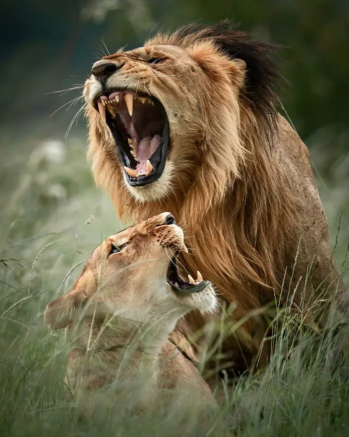 40 Unbelievable Wildlife Moments Frozen In Time By This Photographer