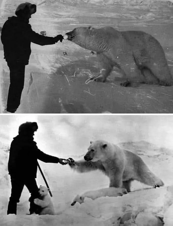 Black and white historical photos of a person interacting with a polar bear and its cubs in an icy environment.