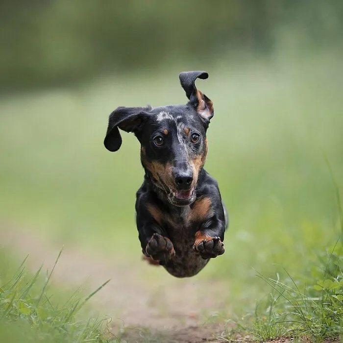 30 Paw-Some Dog Photos Captured By The Bored Panda Community