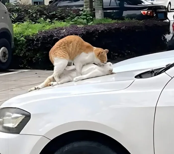 Blursed Cats
