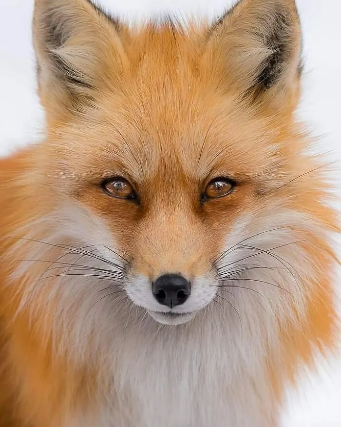 Joe Neely’s 26 Latest Wildlife Photos Prove The Best Moments Are Never Planned