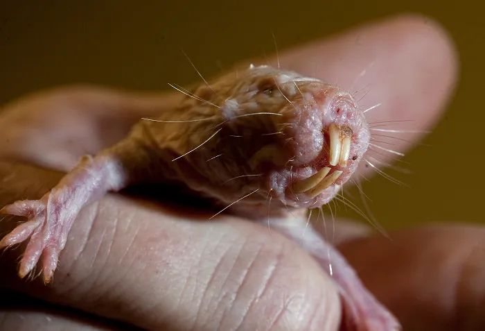 Naked Mole Rat