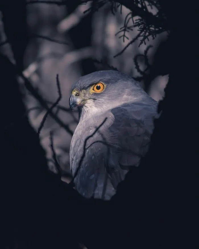Chilean Hawk