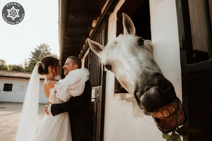 Bored Panda Community Shared 40 Must-See Wedding Shots That Tell A Story