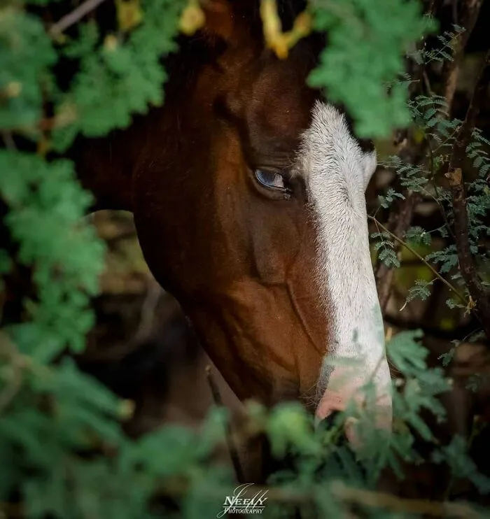 Joe Neely’s 26 Latest Wildlife Photos Prove The Best Moments Are Never Planned