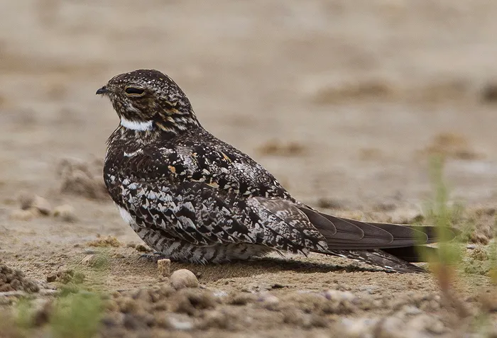 Nighthawk