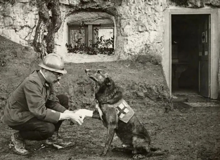 A Wwi Allied Soldier Bandages The Paw Of A Red Cross Working Dog In Flanders, Belgium, 1917