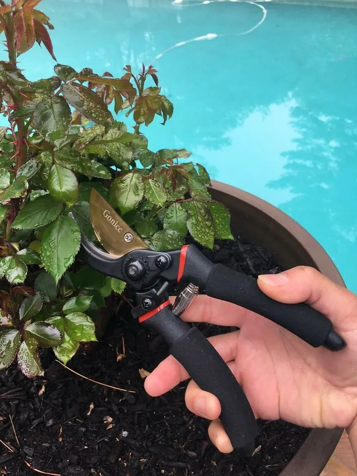 These <a Style="Display:inline;" Href="Https://Www.amazon.com/Gonicc-Professional-Titanium-Gpps-1003-Clippers/Dp/B01jzfc9qs?ie=utf8&th=1&linkcode=ll1&tag=bpeagle-20&linkid=3acdefd021d2d7cb734a94369715b32f&language=en_us&ref_=as_li_ss_tl" Target="_blank"><span Style="Font: Inherit; Color: #d74b1f;"> Titanium Pruning Shears </Span> Are Basically The High-Tech, Featherlight Ninjas Of The Gardening World, Ready To Snip And Shape With Surgical Precision
