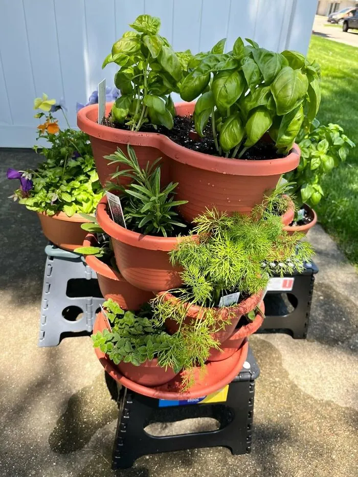 This <a Style="Display:inline;" Href="Https://Www.amazon.com/Vivosun-Gardening-Stackable-Strawberries-Vegetables/Dp/B08njm71c3?ie=utf8&th=1&linkcode=ll1&tag=bpeagle-20&linkid=3a26f7b7970e36ef57067fef9e1876a9&language=en_us&ref_=as_li_ss_tl" Target="_blank"><span Style="Font: Inherit; Color: #d74b1f;"> Vertical Stackable Planters </Span> Situation Is How You Tell Your Limited Patio Space, "Oh, You Think You Can Stop My Plant Hoarding? Challenge Accepted"