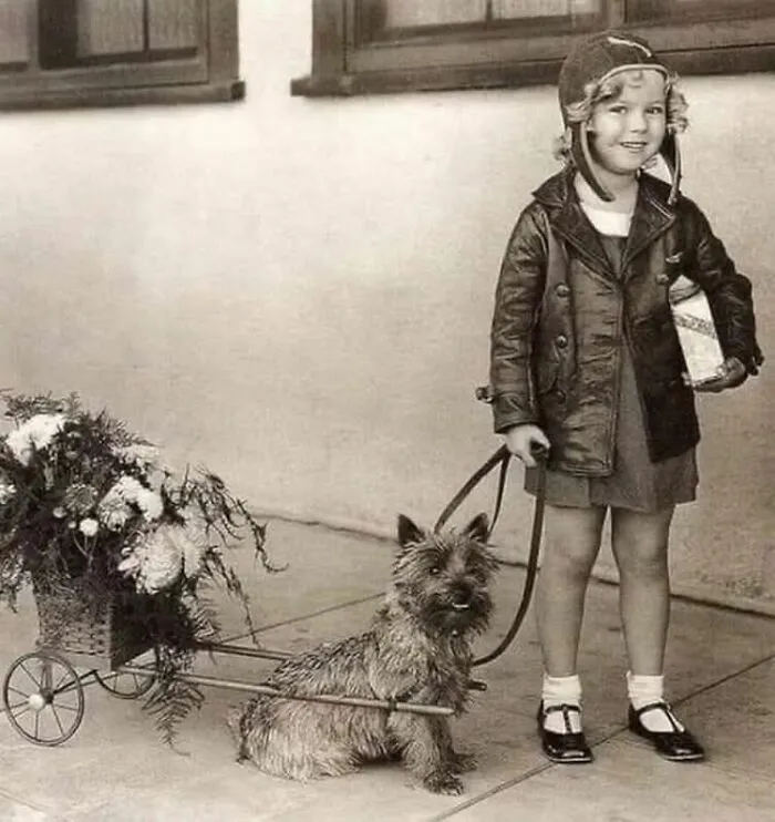 Shirley Temple With Terry, The Cairn Terrier Who Played Toto In "The Wizard Of Oz." The Temple Film, "Bright Eyes" (1934) Was One Of The Canine's First Movie Appearances