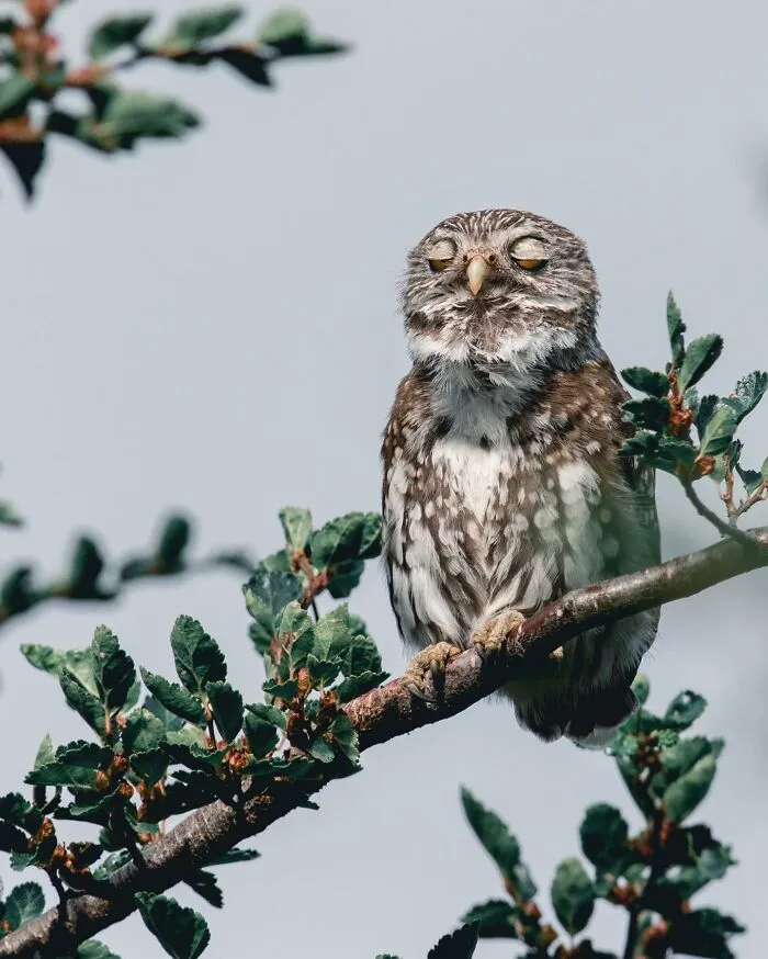 Austral Pygmy Owl