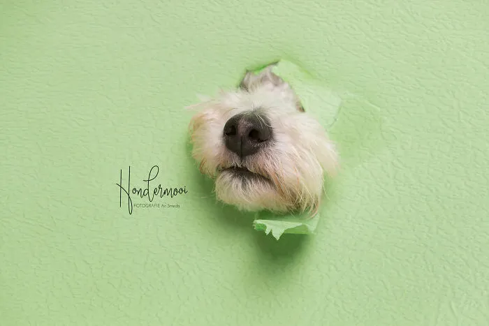 30 Paw-Some Dog Photos Captured By The Bored Panda Community
