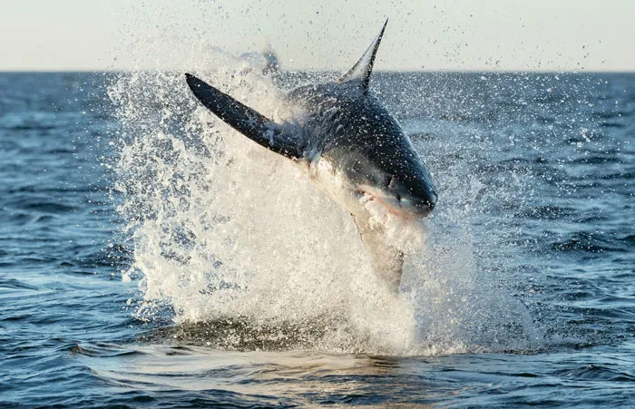 40 People Who Witnessed The Impossible, No One Believed Them, And They’ve Never Forgotten It