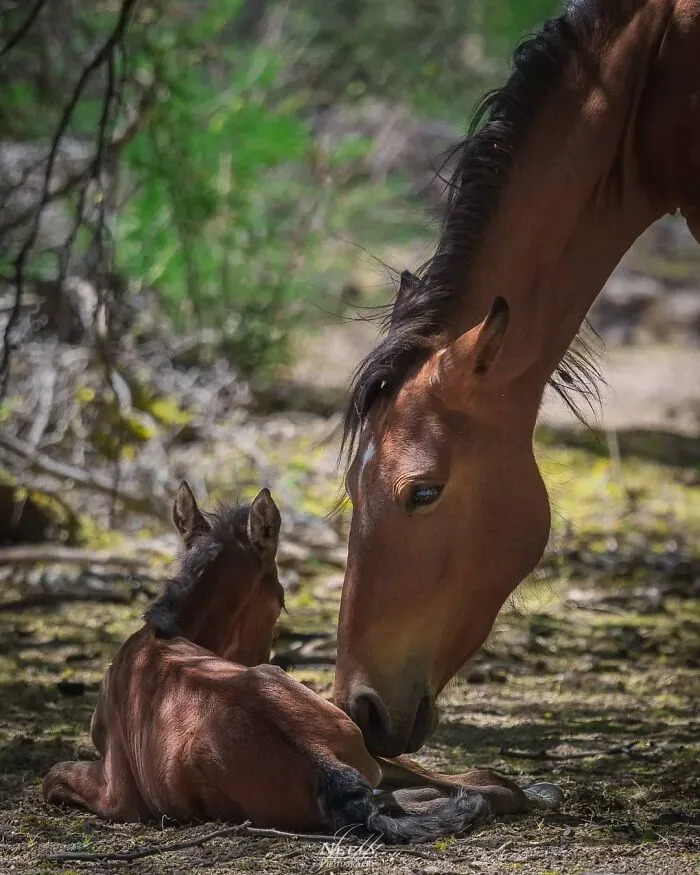 Joe Neely’s 26 Latest Wildlife Photos Prove The Best Moments Are Never Planned