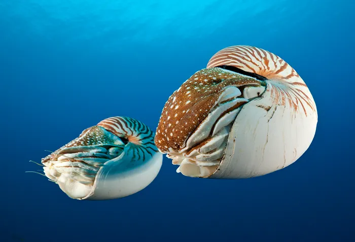 Nautilus