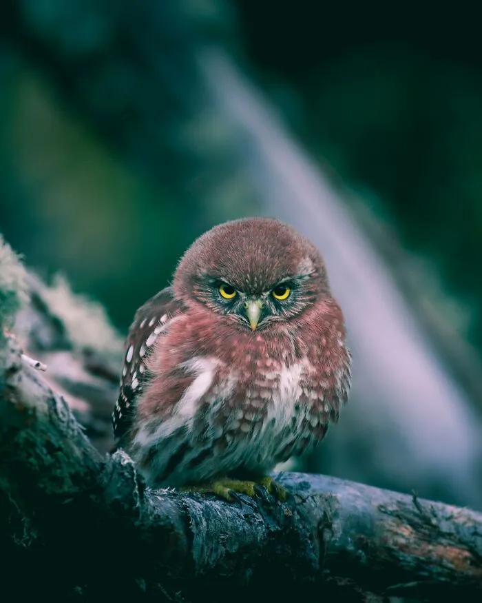 Austral Pygmy Owl