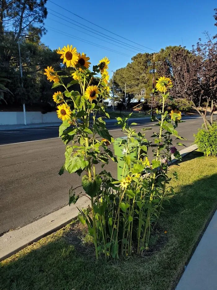 Turn Your Garden Into A Van Gogh Painting Waiting To Happen With This <a Style="Display:inline;" Href="Https://Www.amazon.com/Created-Nature-Sunflower-Seeds-9-Variety/Dp/B08d8lggv4?ie=utf8&linkcode=ll1&tag=bpeagle-20&linkid=302fb167817c08fd83800bc06cd8c3ce&language=en_us&ref_=as_li_ss_tl" Target="_blank"><span Style="Font: Inherit; Color: #d74b1f;"> Variety Of Seeds From 9 Sunflowers Species </Span>, Because One Type Of Sunshiney Giant Is Clearly Not Enough