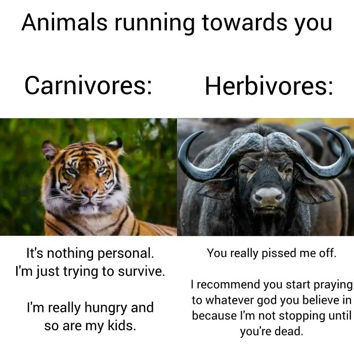 Funny animal meme comparing carnivores and herbivores running towards you to lighten a hard day.